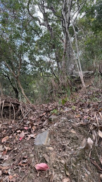 埔里六秀 《有勝山 2105m》2025 12/132961233