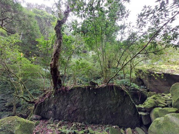 南庄加里山林業遺跡忘雨巖2026056