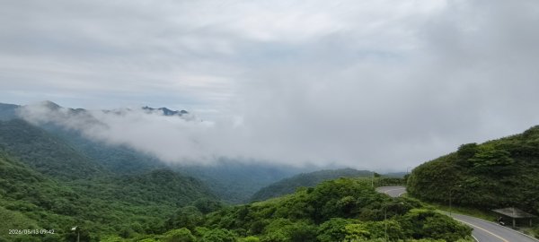 雲山水花鳥蝶-天龍國阿伯的日常 #台灣野百合 #石牆蝶 #遷粉蝶(淡黃蝶） #台灣粉蝶3054084