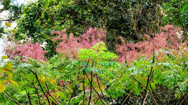 油羅山(一上三下)2959202