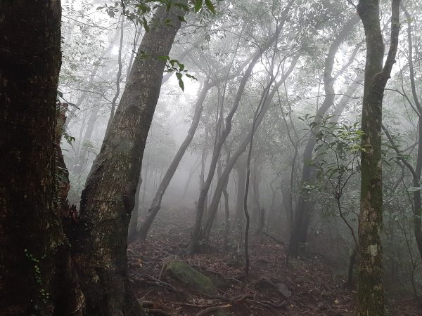 古道探訪｜七星山主東峰苗圃線1567605