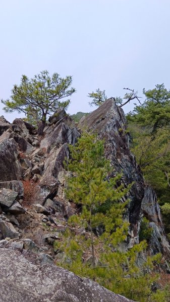 東卯山東南稜原路往返（德芙蘭步道小o繞）尋找失落的石觀音2082155