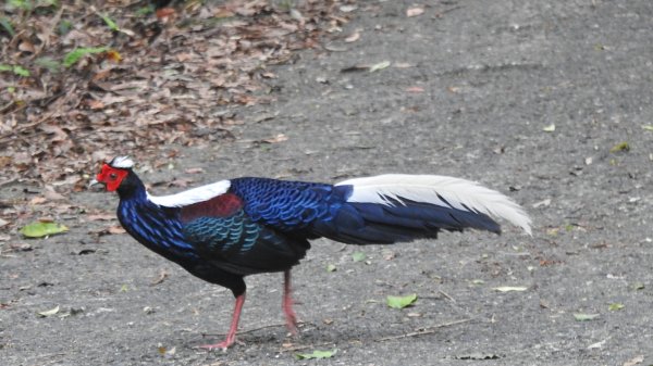 雲山水花鳥蝶-天龍國阿伯的日常6/22801931