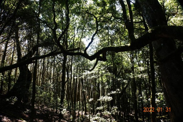 臺中 和平 稍來山1597391