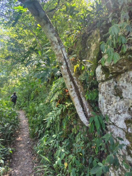 唐麻丹山 蝴蝶谷2918972