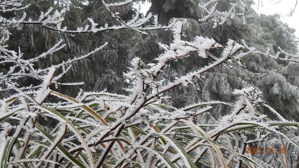 霧茫茫雪白冰封世界-太平山首度追霧淞成功202301282009451