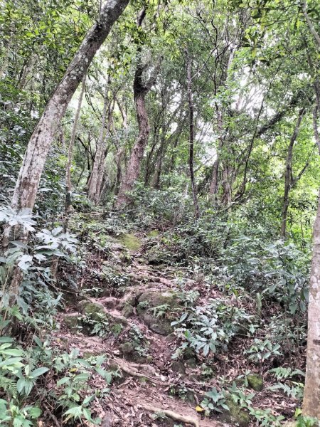 關西赤柯山、東獅頭山步道2262844