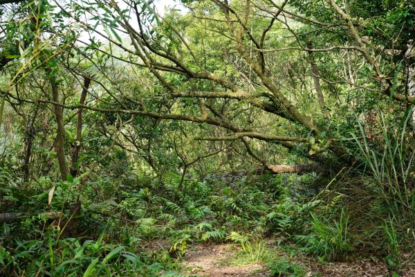 新北 新店 石碇後山、赤腳蘭山、暗寶劍山、鳥嘴尖2793486