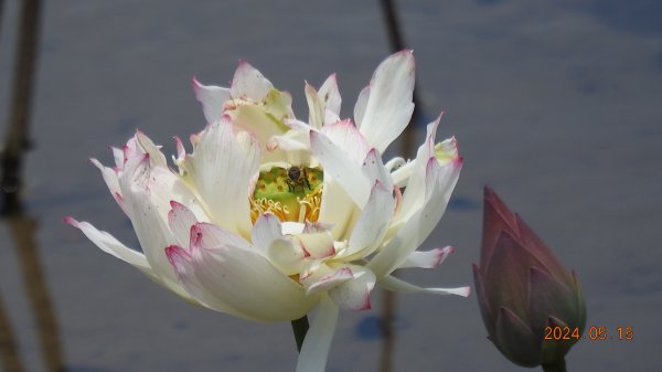 雲山水花鳥蝶-天龍國阿伯的日常5/152503287