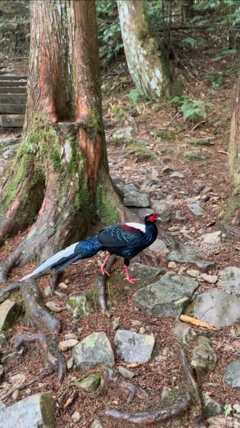 稍來山與藍腹鷴的邂逅2117912