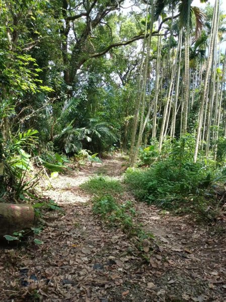 草屯「樹藤岩」台灣省政府圖根補點3131466