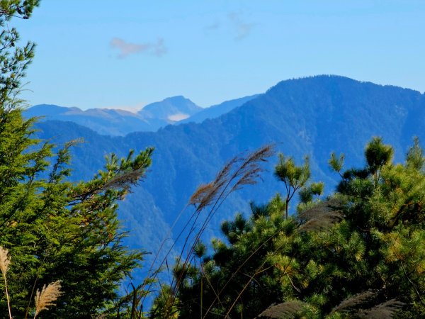 大雪山神木步道2962640