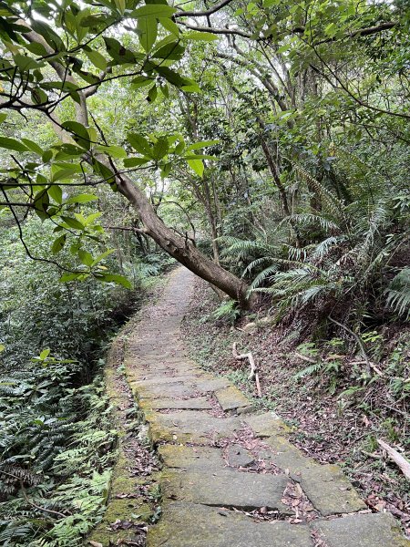 20230514-臺北大縱走第五段之巧遇藍鵲（碧山巖→劍潭捷運站）2150876