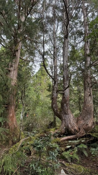 20250913小百岳三星山2885231