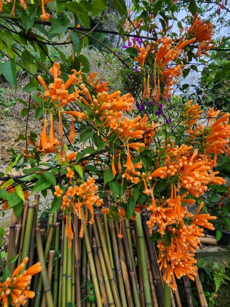 112/2/23龍鳳連稜2148213