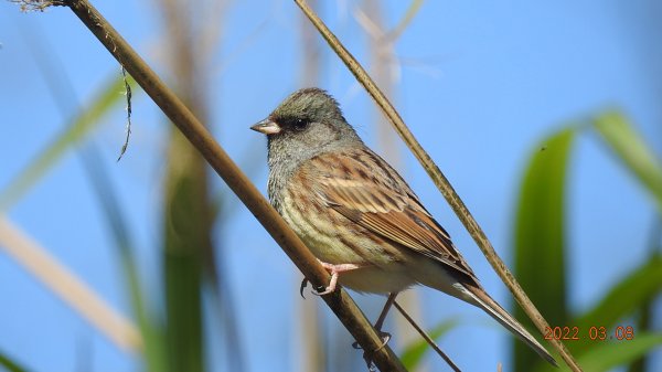 春暖花開，鳥語花香1633879