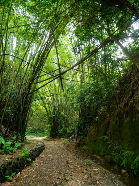 石牌坑親水步道、密毛魔芋、四面佛寺2147350