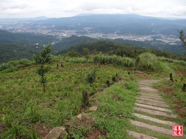 【基隆】羌仔寮山金針花開