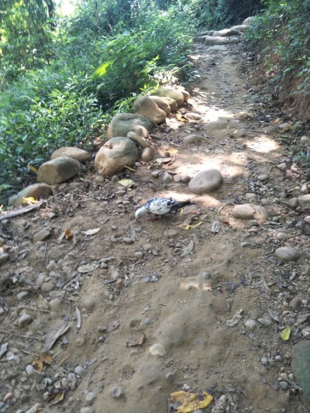 火炎山、南鞍古道O走1802270