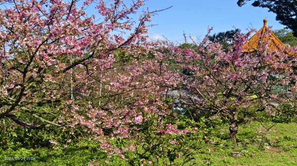 追花是簡單的快樂，賞花是恬淡的幸褔 1/292990557