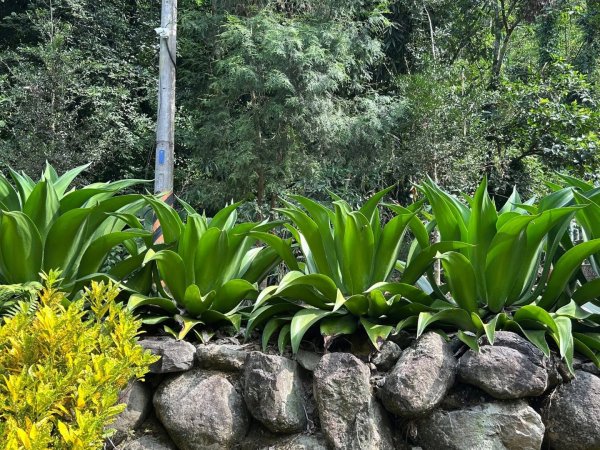 ［竹山］瑞龍瀑布步道  竹山第一美瀑之稱2909729