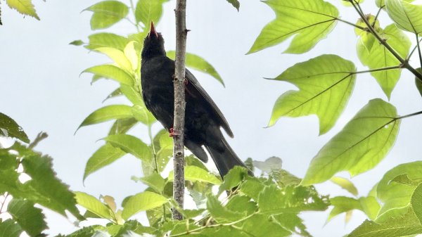 多元化的文山森林公園|天空步道|趣探險之丘|峯花雪月2834949