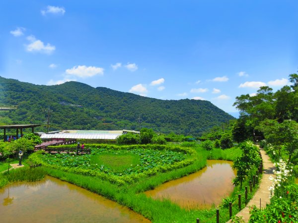 搭著捷運去旅行-白石湖賞花輕旅行610466