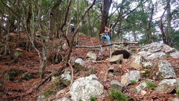 台灣最高如神般存在的大安溪倚天劍巨木探訪2747988