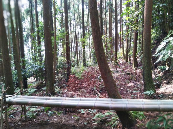 【台中。和平】綠蔭山林滿滿芬多精。大雪山林道 ~1860峰(長壽山)1425610