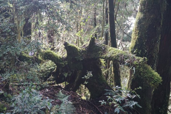 山毛櫸、翠峰湖。明年見1173833