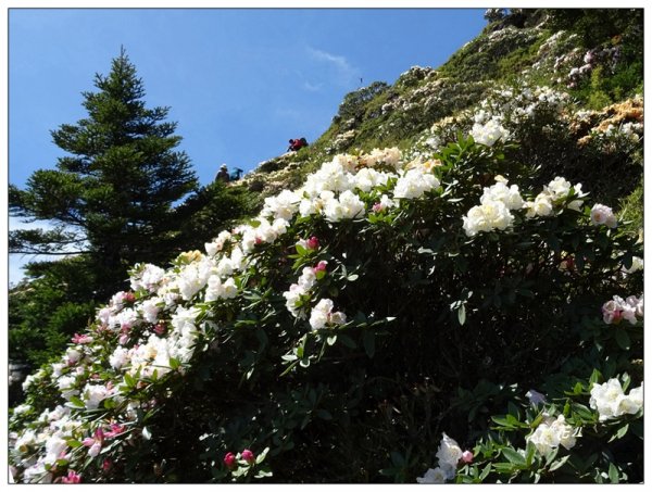 石門山/杜鵑花開1367782