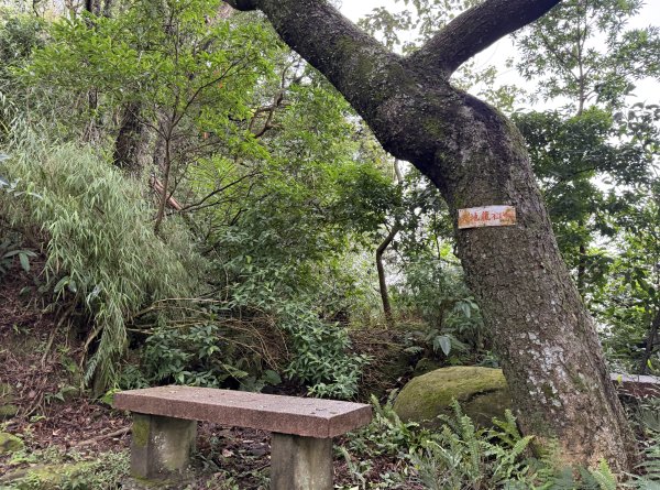 [微笑山線_第三段] 2026_0328 鳶山山系_福德坑山3025566