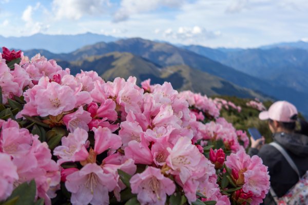 合歡東峰賞玉山杜鵑1386049