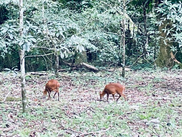 20260727 宜蘭福山植物園3111138