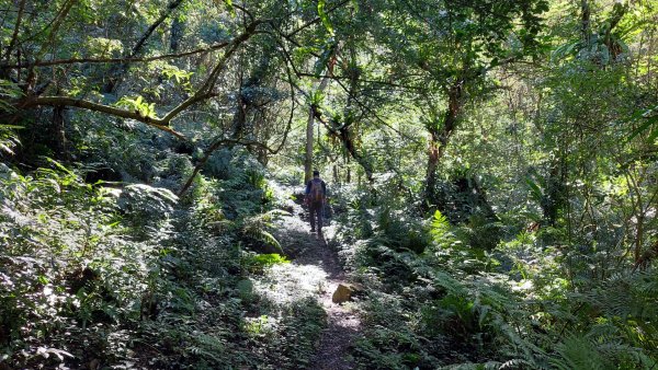 新店小粗坑赤蘆古道越嶺O型2784407