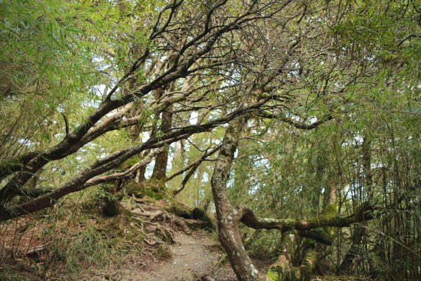 奇萊主北：奇萊北峰、月形池1322911