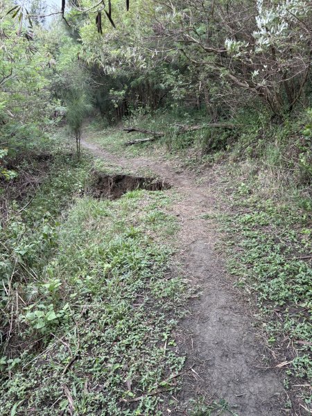 20251129大山母山步道2951867