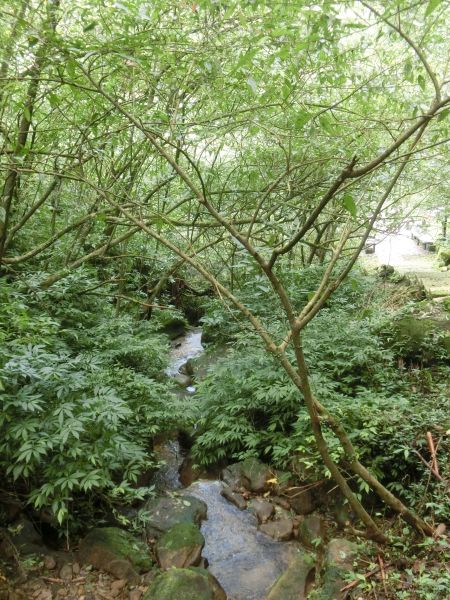 平湖森林步道．內平林山109396