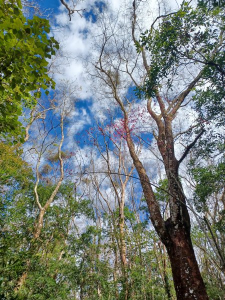 【苗栗泰安】中級山的大霸尖山。 虎山步道2779597