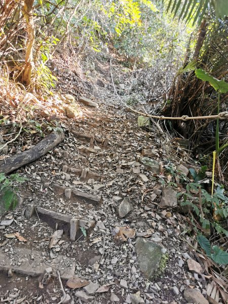 步道巡訪員│鳥嘴山步道 1 月巡訪日誌810565