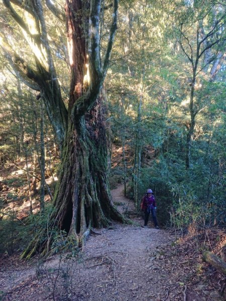 稍來南主峰、烏石坑山O走1558774