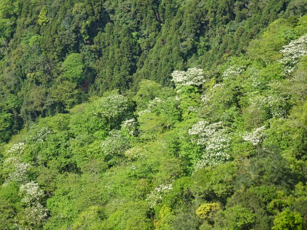 登獅潭鄉仙山三角點登頂賞層層山巒美景568626