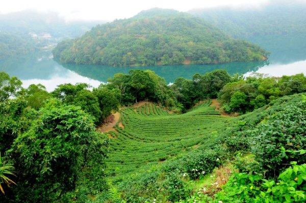 【新北市】永安景觀步道：石碇千島湖＋八卦茶園