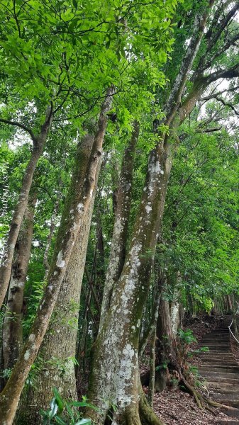 《台中》優美稜線｜橫嶺山自然步道（大雪山社區南登山口）202505312800182