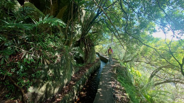 台北狗殷勤古道上平菁42巷下溪山古道賞櫻行2704911