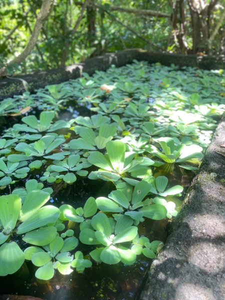 微笑山⛰️線-大棟-二格山-五分山-天上山-鳶山💎12條步道完成💙2837226