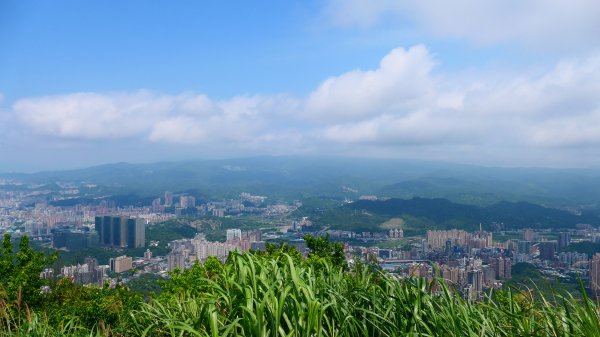 綬草（清明草、一線香或盤龍參）3038871