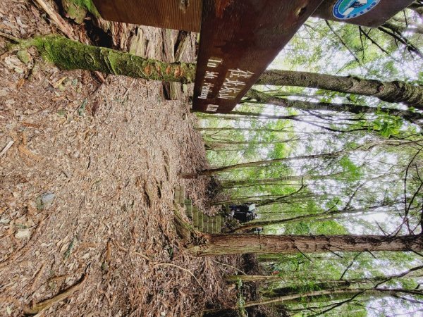 雪見大板根-202502222859801