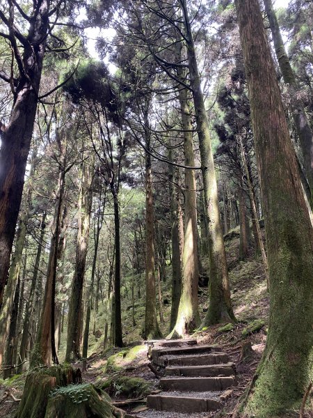 阿里山水山療癒步道3064224