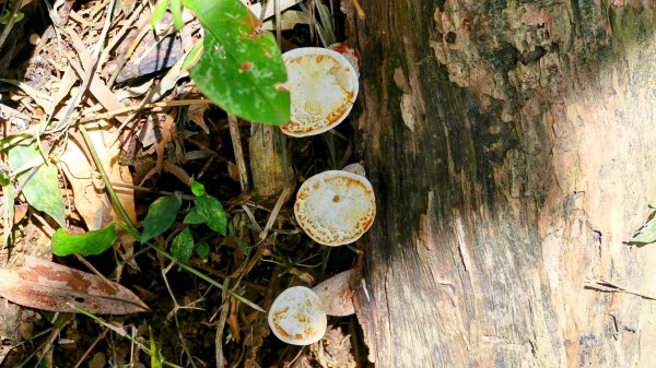 微笑山線百年大榕樹段2848410